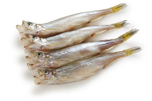 ikan shisamo