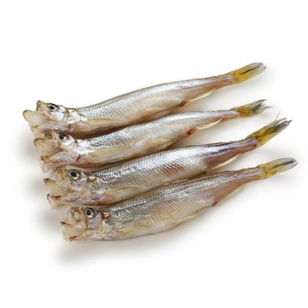 supplier ikan shisamo
