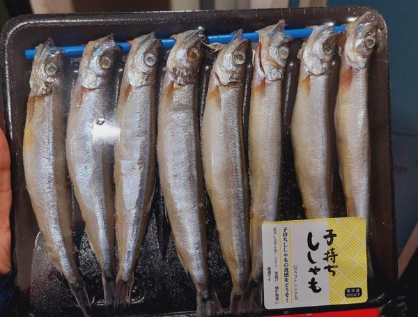 jual ikan shisamo